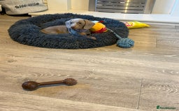 Miniature Dachshund dogs for sale: 8 Week Old Miniature Dachshund Puppies - Image 8