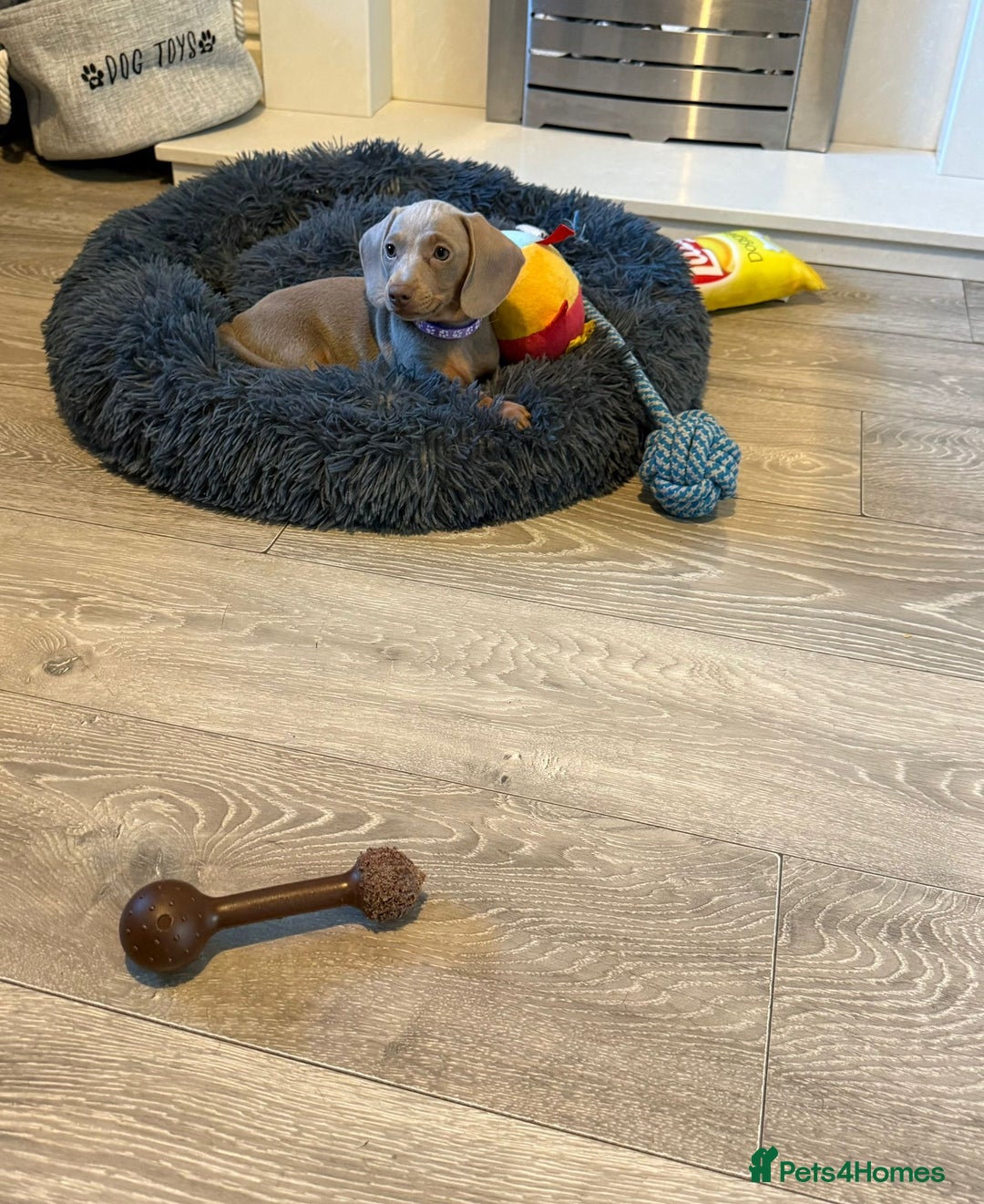 Miniature Dachshund dogs for sale: 8 Week Old Miniature Dachshund Puppies - Image 8