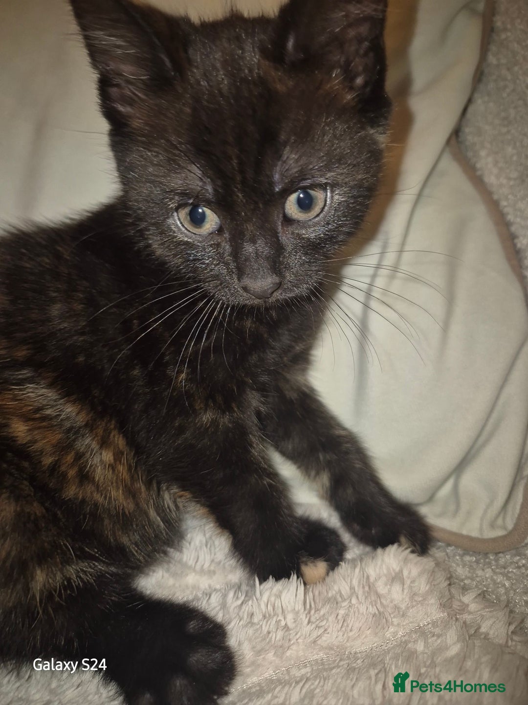 Mixed Breed cats for sale: Only 1 beautiful girl looking new family  - Advert 4