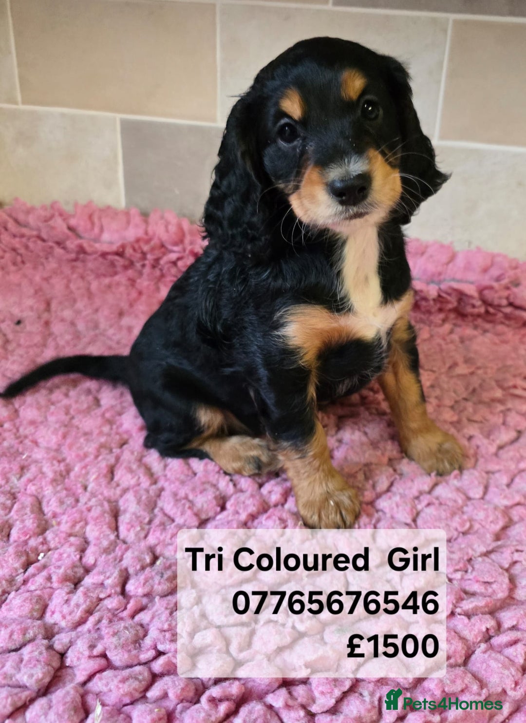 Cockapoo dogs for sale: Quality Cockapoo Puppies Licenced Domestic Breeder - Advert 4