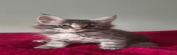 Maine Coon cats for sale: TICA registered Maine coon kittens - Advert 15