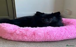 German Spitz dogs for sale: KC Registered German Spitz Mittel - Image 2