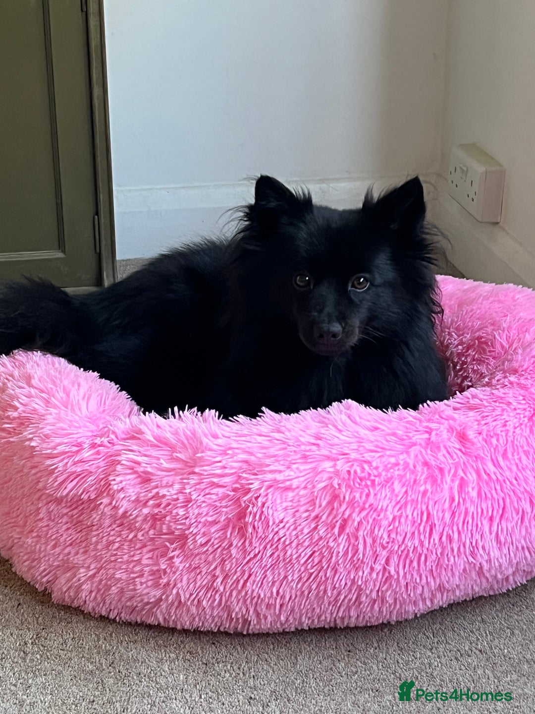 German Spitz dogs for sale: KC Registered German Spitz Mittel - Image 2