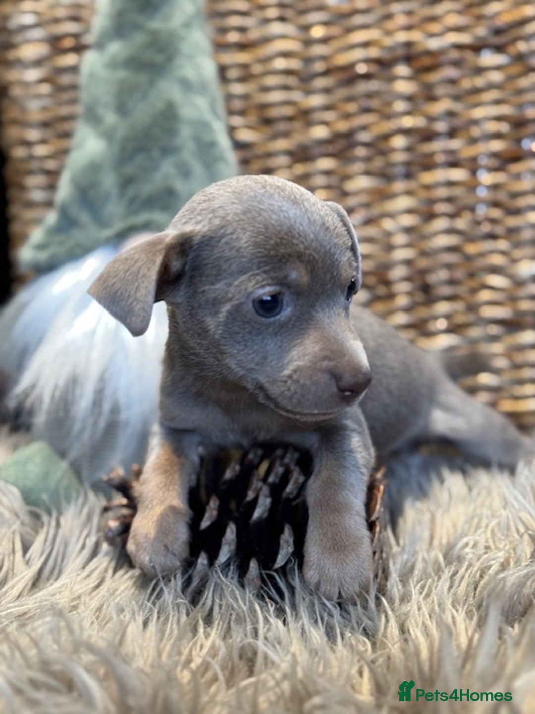 Jack Russell dogs for sale: STUNNING MINIATURE JRT's FOR SALE - Advert 11