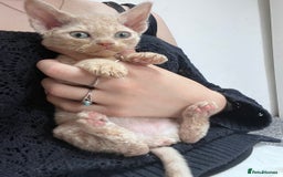 Devon Rex cats for sale: 1 girl left. Stunning Devon Rex GCCF kittens  - Image 7