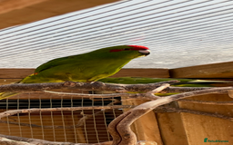 Parakeets birds for sale: Young Emerald Green Kakariki  - Image 5