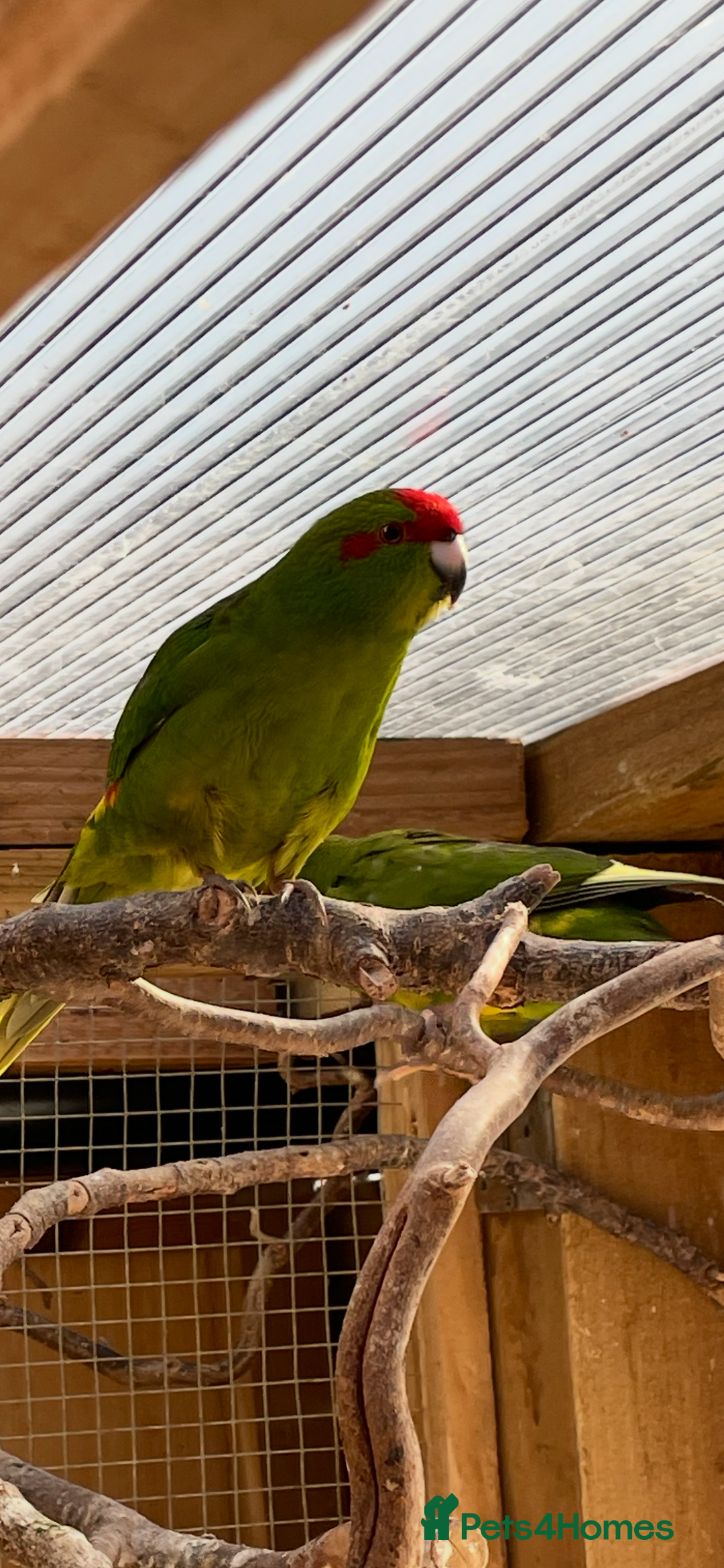 Parakeets birds for sale: Young Emerald Green Kakariki  - Image 5