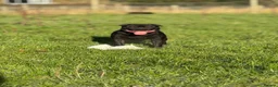 Staffordshire Bull Terrier dogs for sale: Stunning black male  - Advert 3