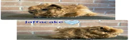 Guinea Pig rodents for sale: Pedigree Lunkarya Guinea pigs  - Advert 3