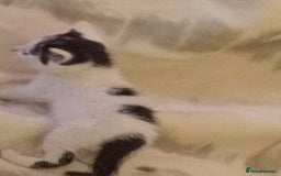 Mixed Breed cats for sale: Stunning British short hair x - Advert 7