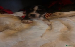 Mixed Breed dogs for sale: Bullimute - Advert 13