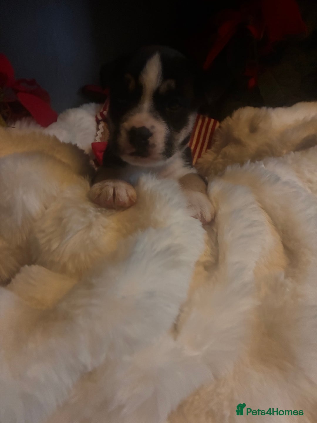 Mixed Breed dogs for sale: Bullimute - Advert 13