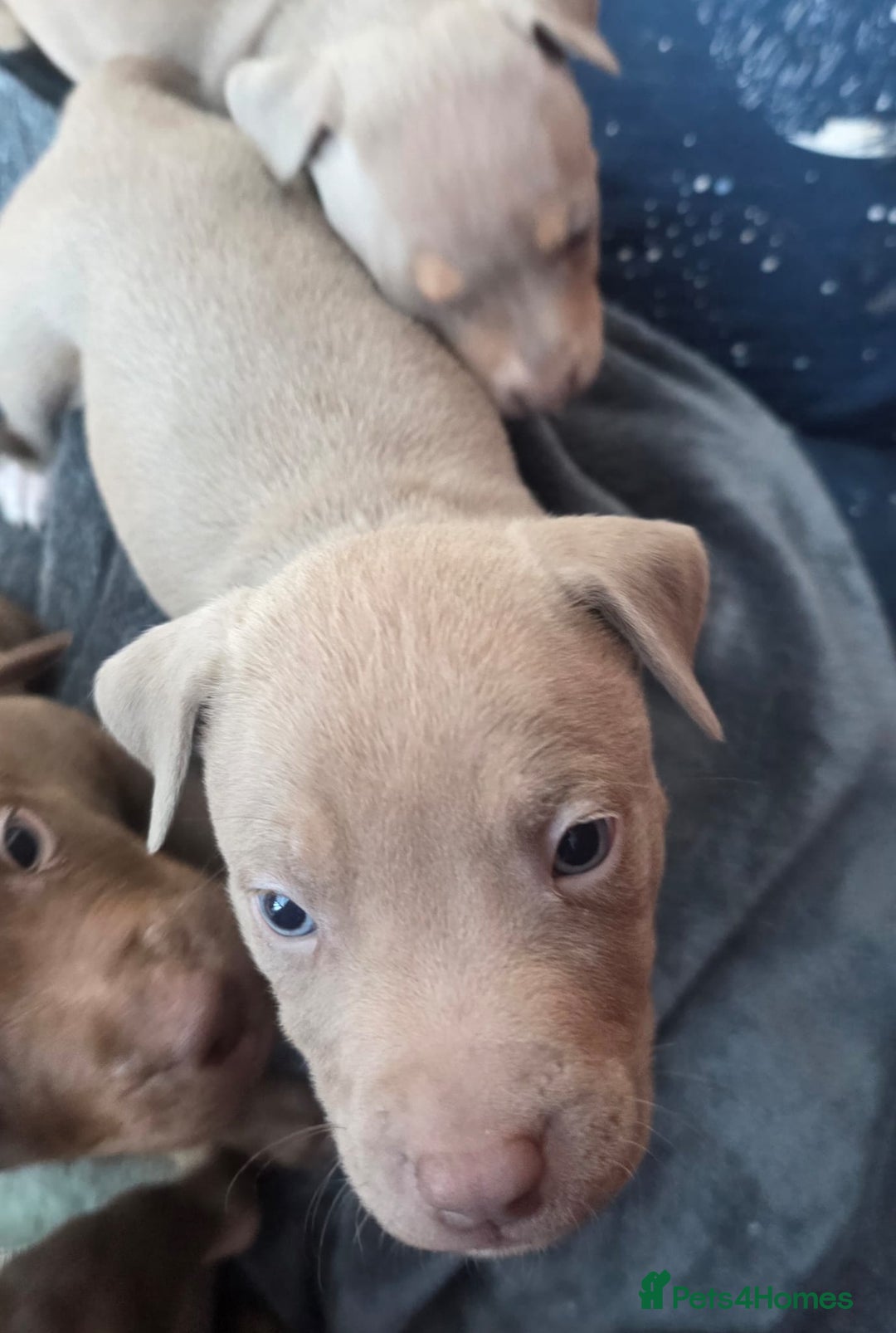 Mixed Breed dogs for sale: Doberman X Bully - Advert 5