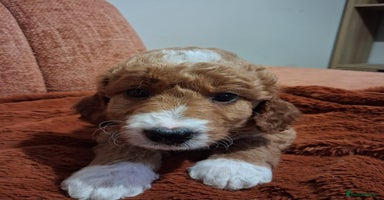 Australian Labradoodle dogs - Advert 6