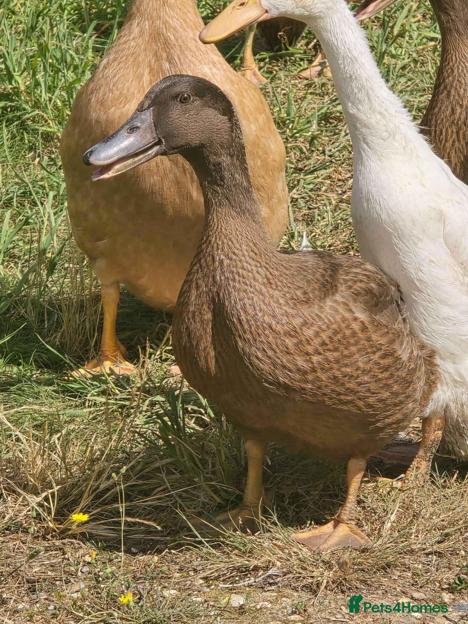 Ducks poultry Khaki Campbell growers - Advert 5