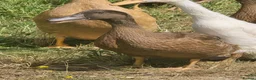 Ducks poultry for sale: Khaki Campbell growers - Advert 1