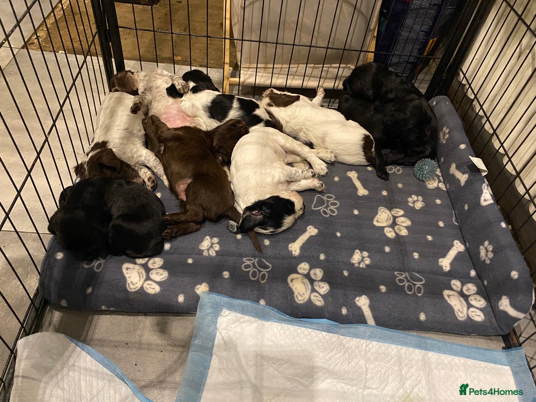 Sprocker dogs for sale: Sprocker puppies  - Image 13