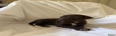 Girl 3 liver (no collar)
