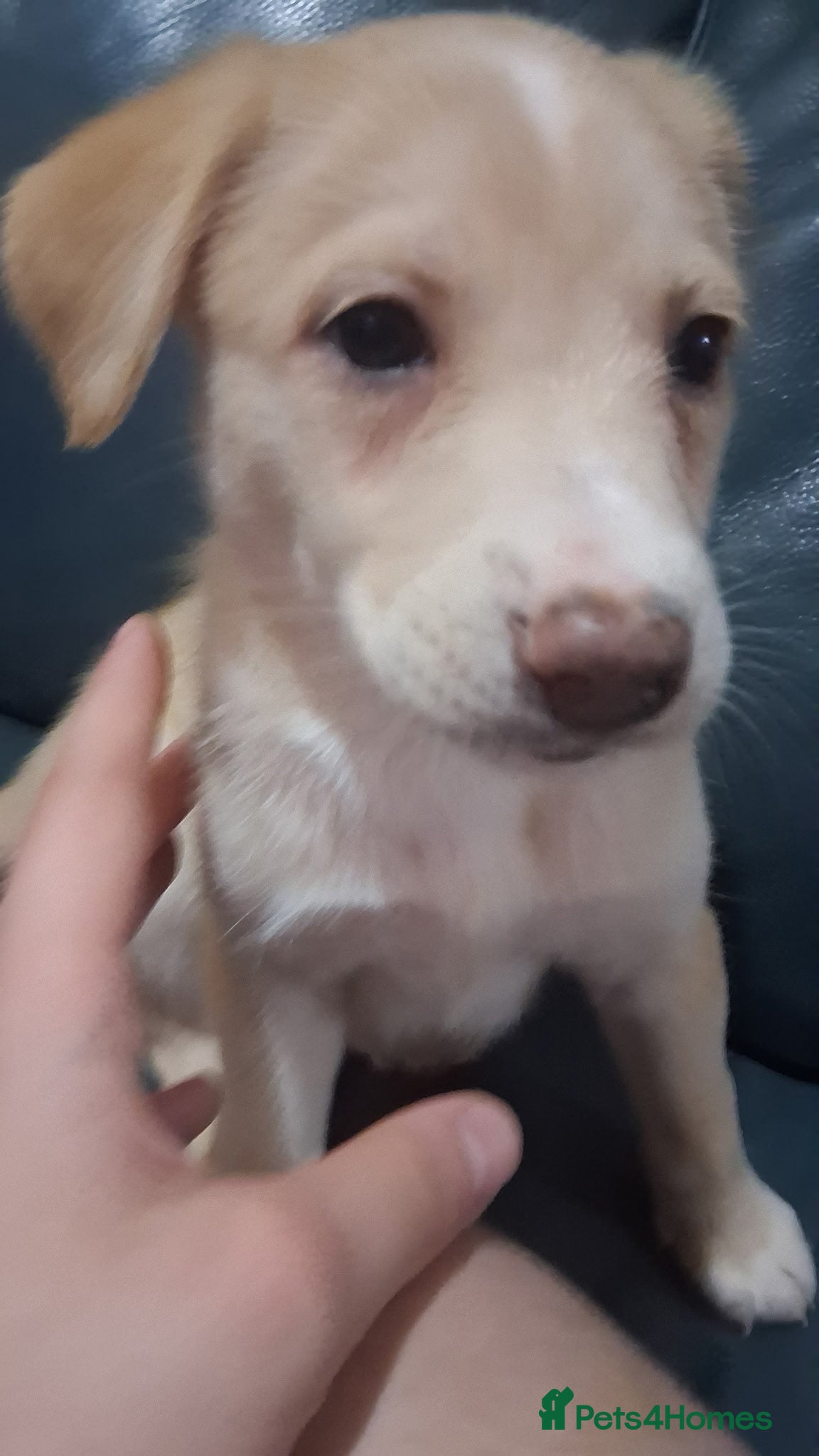 Mixed Breed dogs Husky X whippet pups for sale  - Advert 2