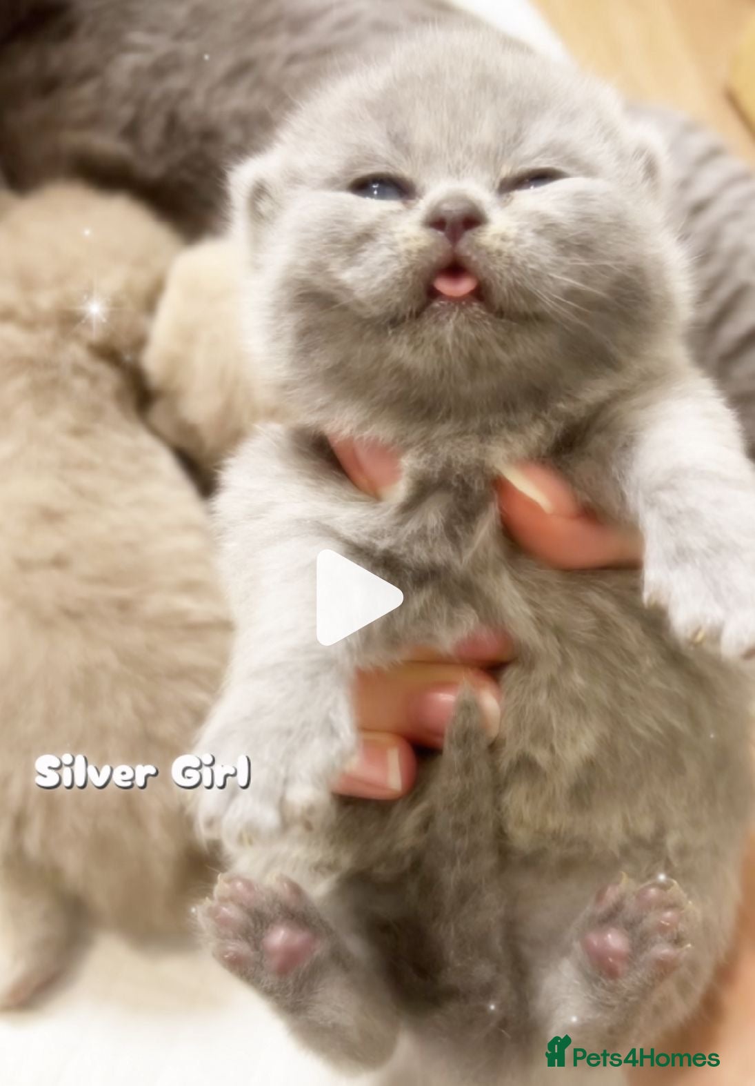 British Shorthair cats 100% Pure Pedigree Champion line Bsh Reg. Kitten - Advert 14