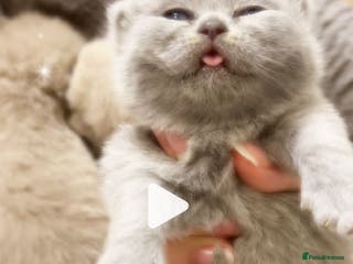 British Shorthair cats 100% Pure Pedigree Champion line Bsh Reg. Kitten - Advert 14