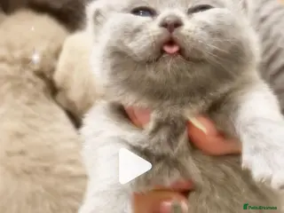 British Shorthair cats 100% Pure Pedigree Champion line Bsh Reg. Kitten - Advert 1