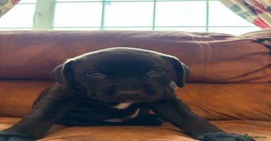 Mixed Breed dogs - Advert 5