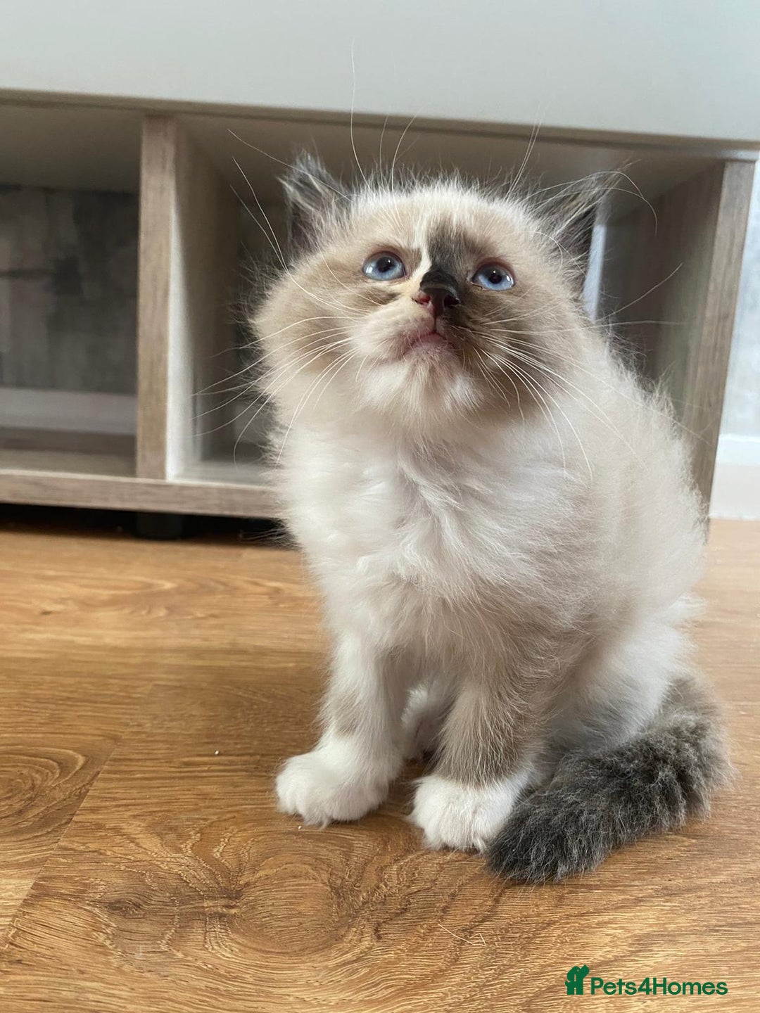 Ragdoll cats for sale: 3 gorgeous fluffy ragdoll kittens  - Image 9