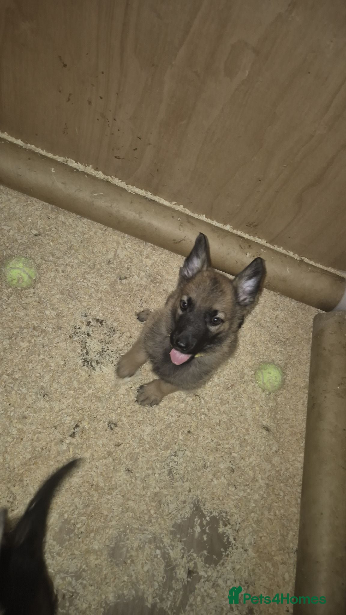 German Shepherd dogs Male German shepherd pup ready to leave - Advert 1