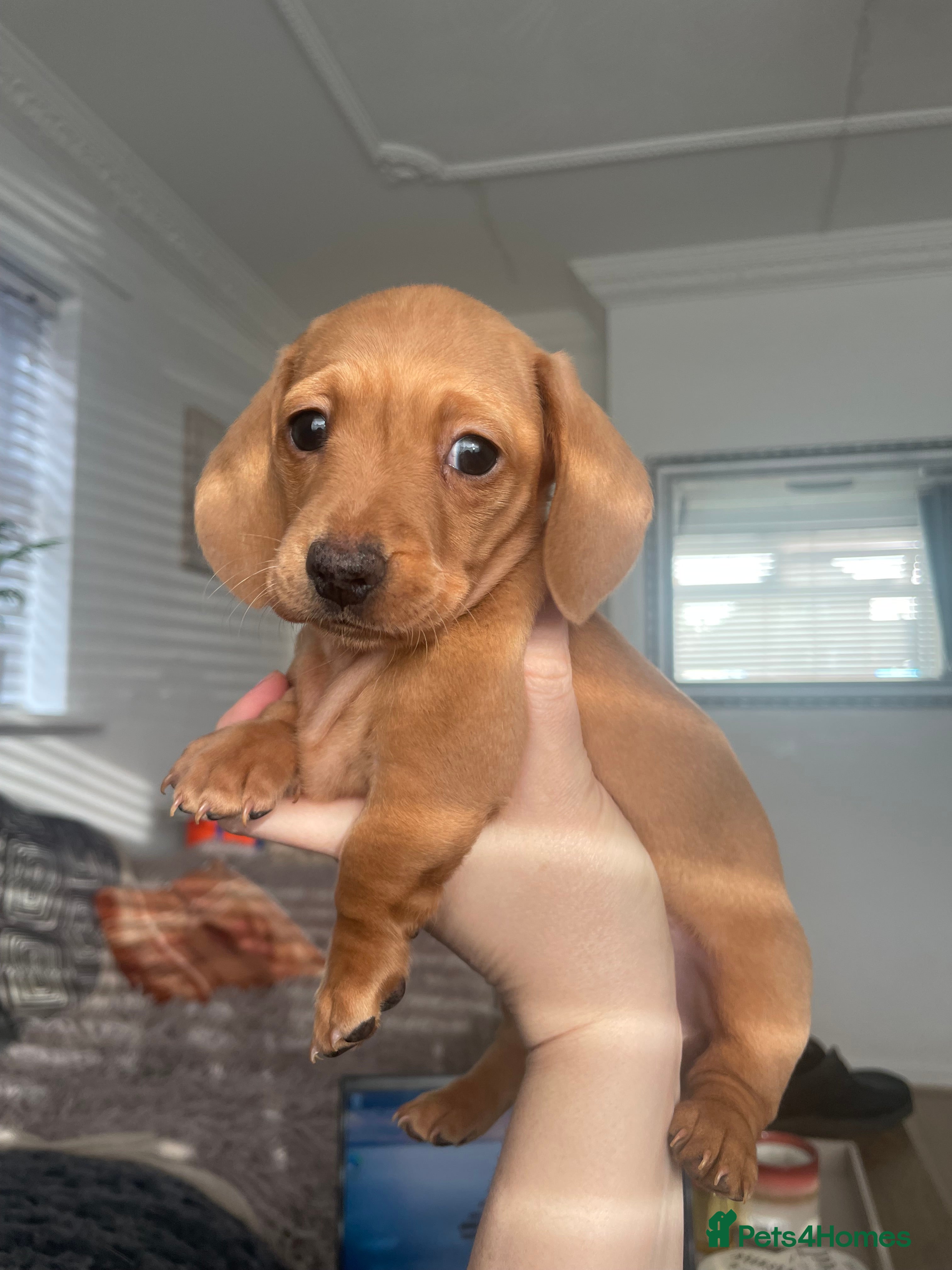 Miniature Dachshund dogs 3 female miniature dachshunds still available. - Advert 16
