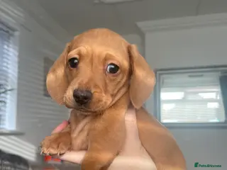 Miniature Dachshund dogs 3 female miniature dachshunds still available. - Advert 16