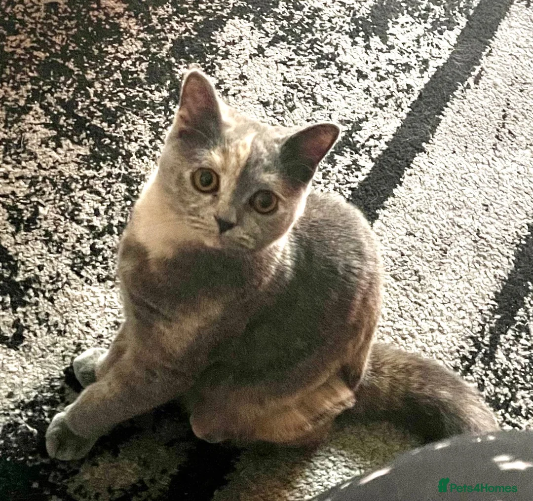 British Shorthair cats for sale: Amber blue and cream British shorthair  - Advert 2
