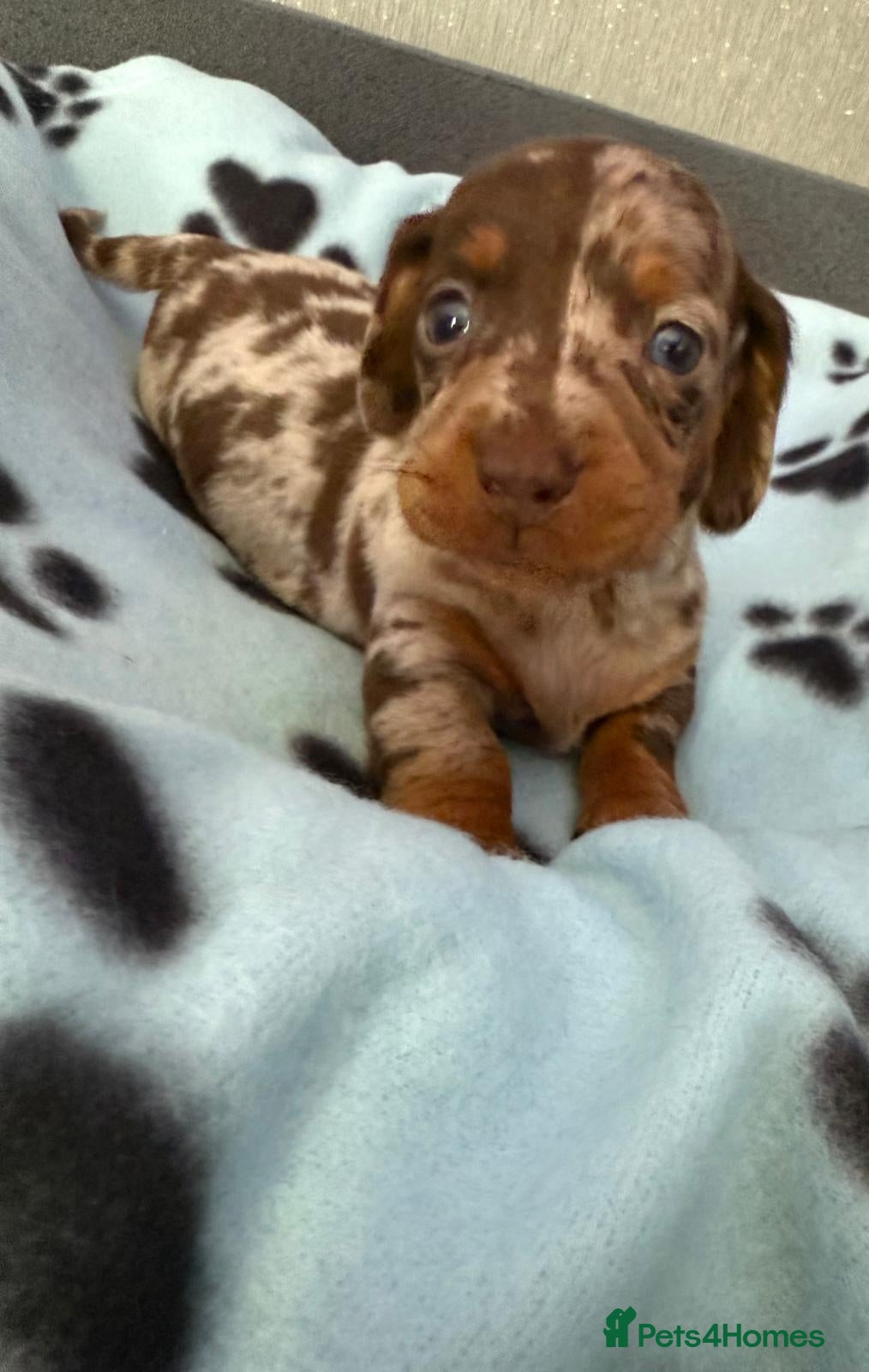 Dachshund dogs Gorgeous litter🌈 - Advert 4