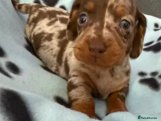 Dachshund dogs Gorgeous litter🌈 - Advert 1