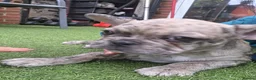 French Bulldog dogs for sale:  French buldogs  . - Advert 4