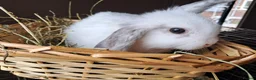 Mini Lop rabbits for sale: Baby lops in Rugeley - Advert 5