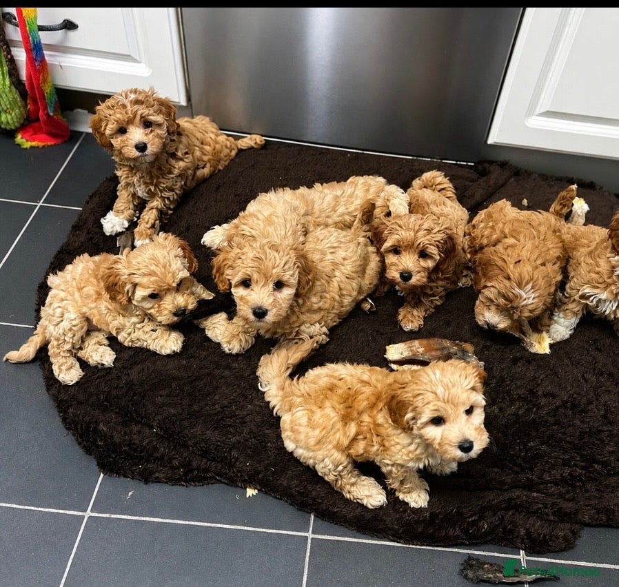 Maltipoo dogs LAST FEW BOY MALTIPOOS BOYS ONLY DNA CLEAR  - Advert 1