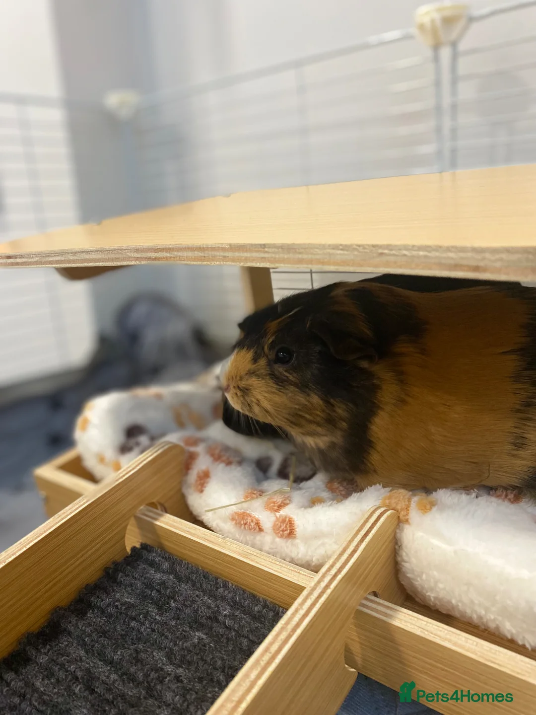 Guinea Pig rodents for sale: 2 cutie pies!  - Advert 5