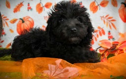 Cockapoo dogs for sale: Ready to go 10 October tiny toy cockapoos  - Image 20