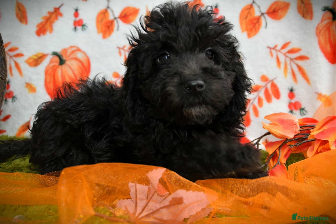 Cockapoo dogs for sale: Ready to go 10 October tiny toy cockapoos  - Image 20