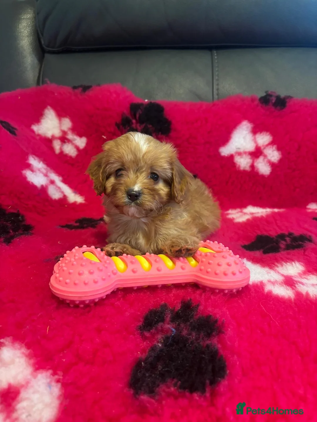 Cavapoo dogs for sale: Beautiful cavapoos  - Advert 2