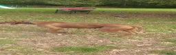 Rhodesian Ridgeback dogs for sale: Kc reg.health tested Rr puppies - Advert 9