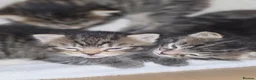 Mixed Breed cats for sale: 3 beautiful gray tabby kittens  in Doncaster - Advert 23
