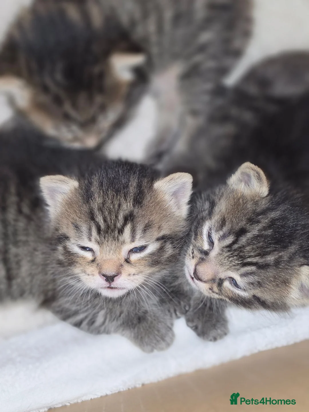 Mixed Breed cats for sale: 3 beautiful gray tabby kittens  in Doncaster - Advert 23