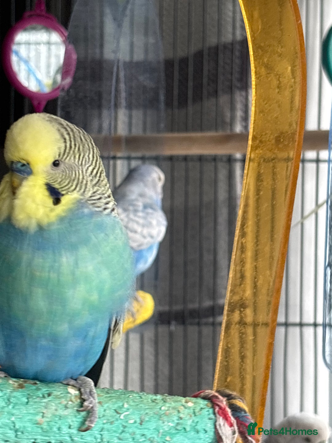 Budgerigars birds for sale: 6 Boys Budgies - Image 4