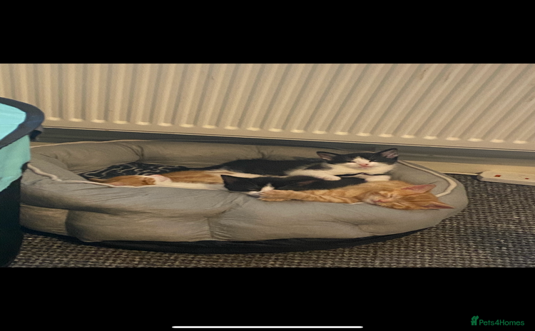 American Shorthair cats - Advert 1