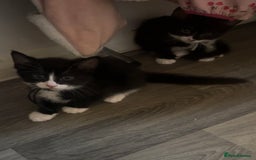 British Shorthair cats for sale: X4 male British shorthair X kittens - Image 23