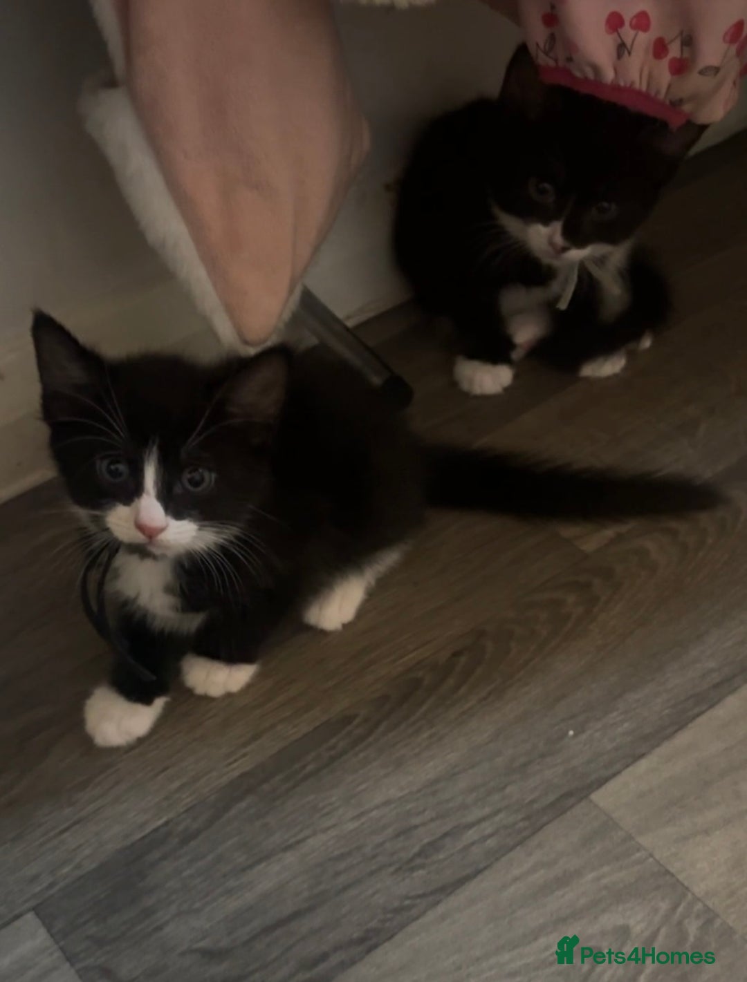 British Shorthair cats for sale: X4 male British shorthair X kittens - Image 23