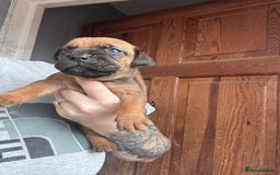 Mixed Breed dogs for sale: Cane Corso and Dogue de Bordeaux - Image 3