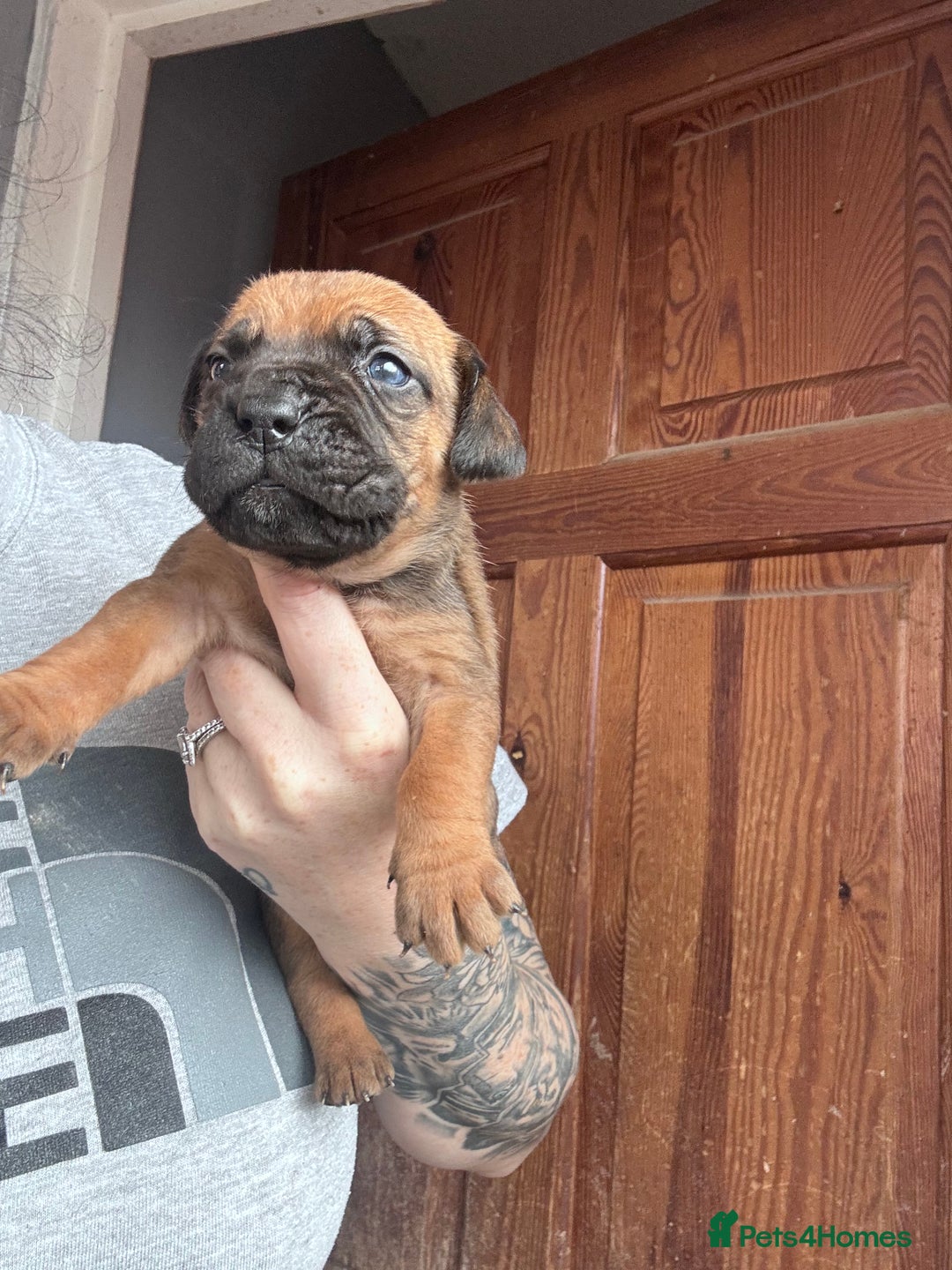Mixed Breed dogs for sale: Cane Corso and Dogue de Bordeaux - Image 3
